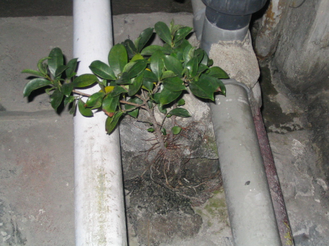 plant that grows in cement.JPG